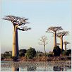 Arbres : photo