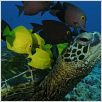 Deep Sea dansons sous la mer : photo Howard Hall