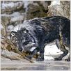 Pierre et le loup : photo Suzie Templeton