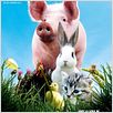 La Vie sauvage des animaux domestiques : affiche