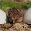 La Vie sauvage des animaux domestiques : photo Dominique Garing, Frédéric Goupil