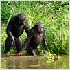 Bonobos : photo Alain Tixier