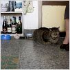 Les Vieux chats : photo