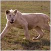 White Lion : photo