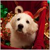 Les Chiots Noël, la relève est arrivée : photo