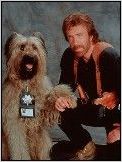 Top Dog