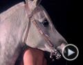 Equus Bande-annonce VO