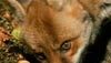 <strong>Le renard et l'enfant</strong> Extrait vidéo (2) VF