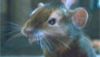<strong>Le Monde de Narnia : Chapitre 2 - Le Prince Caspian</strong> Extrait vidéo VO