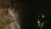 <strong>Chat noir, chat blanc</strong> Bande-annonce VF