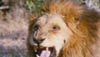 <strong>Opération Okavango 3D</strong> Bande-annonce VO