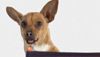 <strong>Le Chihuahua de Beverly Hills</strong> Teaser VF