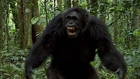 <strong>Chimpanzés</strong> Bande-annonce VO