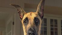 <strong>Marmaduke</strong> Bande-annonce VF
