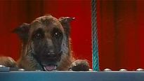 <strong>Comme chiens et chats - La Revanche de Kitty Galore</strong> Extrait vidéo (2) VO
