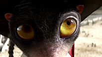<strong>Rango</strong> Teaser (3) VF