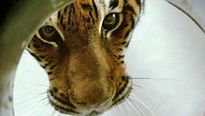 <strong>Dans l'oeil du tigre</strong> Bande-annonce VF