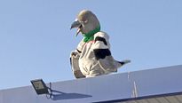 N'importe qui - EXTRAIT "Le pigeon"