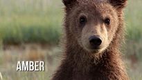 <strong>Grizzly</strong> Bande-annonce VF