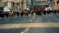 White God - MAKING OF VOST (2) "Les chiens"