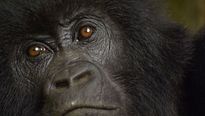 Nature - MAKING OF VOST "Le roi de la jungle"