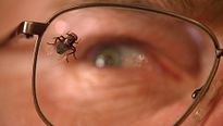 <strong>Top 5</strong> N°563 - Les bestioles qui font basculer des personnages dans la folie