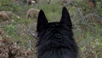 <strong>La Gueule du Loup</strong> Bande-annonce VF
