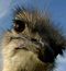 funny_modus