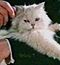 Blofeld