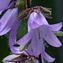 platycodon