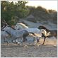Danse avec lui : photo Valérie Guignabodet