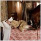 Cheval de guerre : Photo Celine Buckens, Steven Spielberg