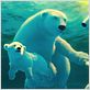 Les Ours Coca-Cola, le film : photo John Stevenson