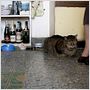Les Vieux chats