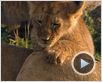 Félins Extrait vidéo VF Félins Extrait vidéo VF