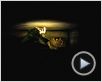 Buried Teaser VO Buried Teaser VO