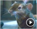 Le Monde de Narnia : Chapitre 2 - Le Prince Caspian Extrait vidéo VO