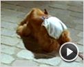 Bambou Teaser (2)