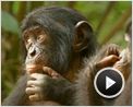 Bonobos Extrait vidéo (3)