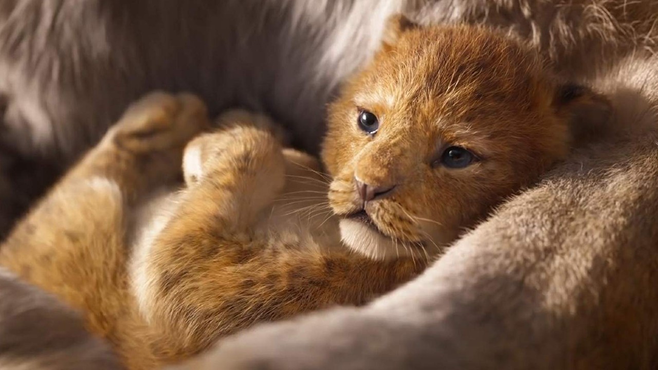 Le Roi Lion à 21h sur Canal+ : 5 bonnes raisons de (re)découvrir le Disney de 2019