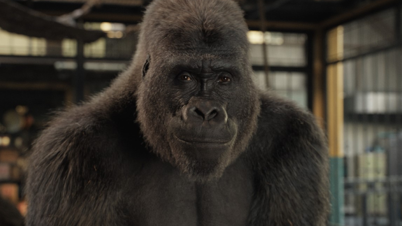 Le Seul et unique Ivan sur Disney+ : l'incroyable histoire vraie d'un célèbre gorille