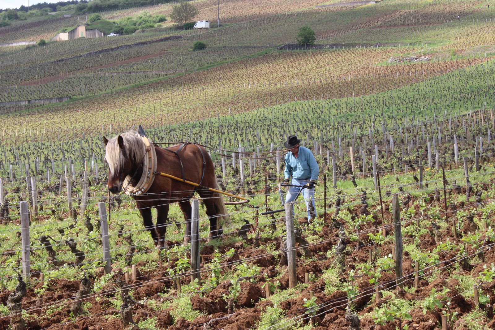 Film L'ame Du Vin Photo du film L'Âme du vin - Photo 1 sur 9 - AlloCiné