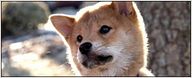 "Hatchi" : tout pour protéger les animaux