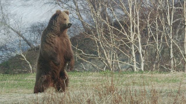 <strong>Terre des Ours</strong> Bande-annonce VF