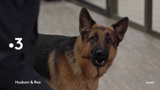 Hudson Et Rex Saison 2 Streaming Vf Hudson et Rex Saison 1 - AlloCiné