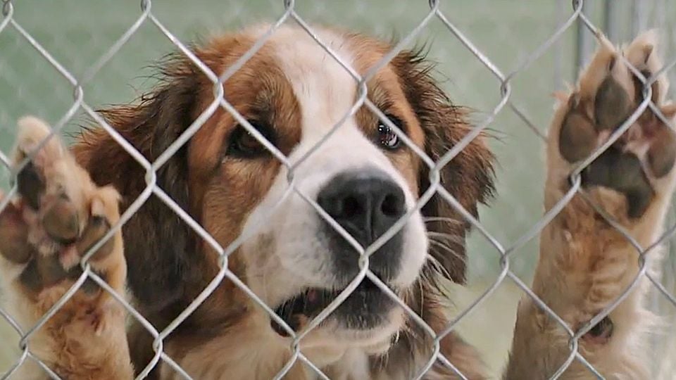 Mes Autre Vie De Chien Extrait du film Mes vies de chien - Mes vies de chien EXTRAIT VO "Deux
