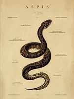 poster de Aspis