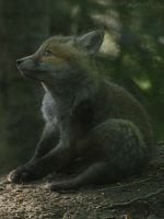 poster de Le Temps des animaux