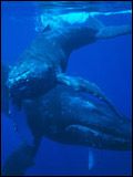 poster de L'Odyssée des baleines à bosse