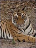 poster de Tiger Kill
